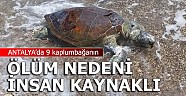 9 deniz kaplumbağasının ölüm nedeni insan kaynaklı