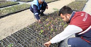 Kaş Belediyesi çiçek üretimine başladı