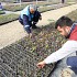 Kaş Belediyesi çiçek üretimine başladı