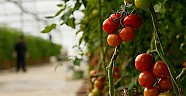Rusya  2018 de 50 bin ton domates alırız