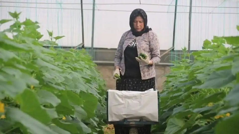 İhraç Edilen Biberler Bulgaristan’dan Döndü! ZMO Antalya Şube Başkanı Kaçın’dan Uyarı