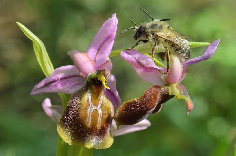Likya orkidesi (Ophrys lycia), bilimsel çalışmalar