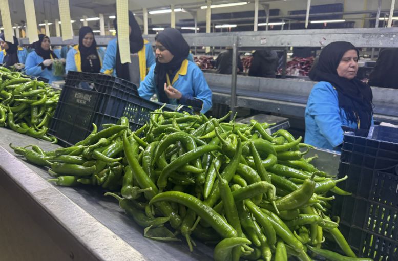 Kaş Batı Akdeniz’den biber ihracatında rekor artış