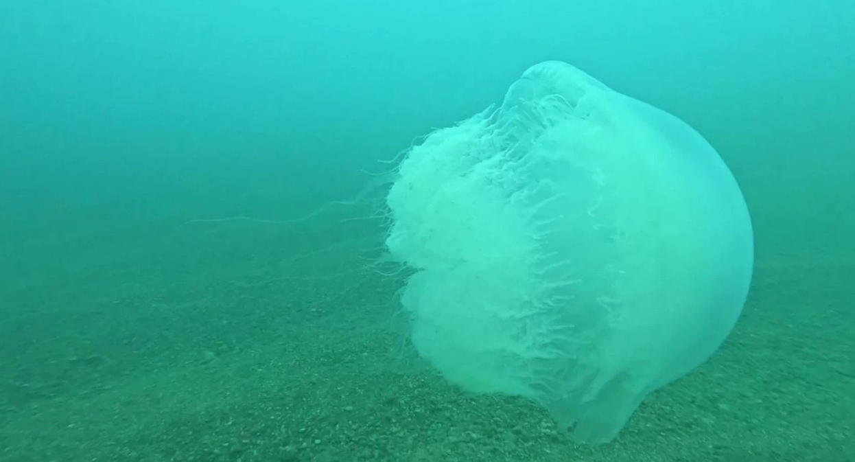 Antalya Körfezi’ne 10 kiloluk dev denizanaları girdi