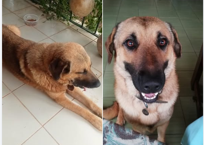Patara’da Kaybolan Köpekler Endişe Yarattı